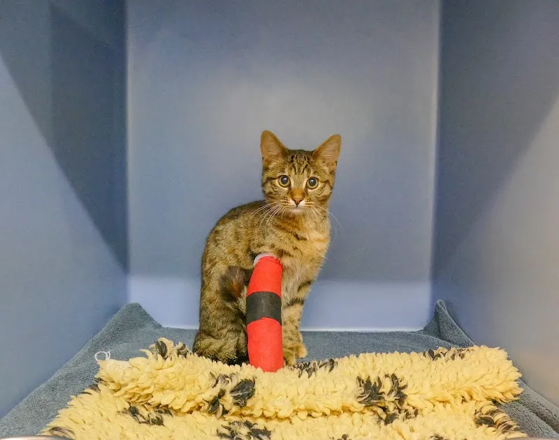 Studio Veterinario tiVET — Vétérinaire, Bellinzona, Tessin. Foto 3