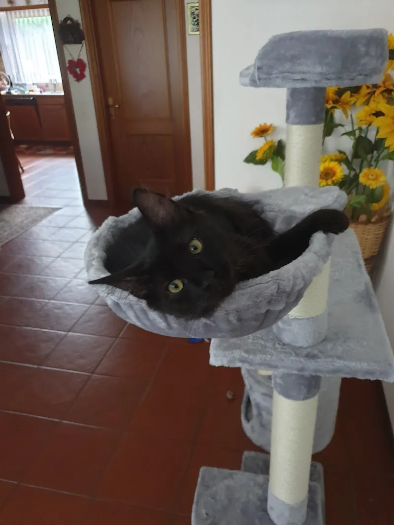 Studio veterinario Can e Gat — Tierarzt in Lumino, Tessin. Bewertung 5.0/5.