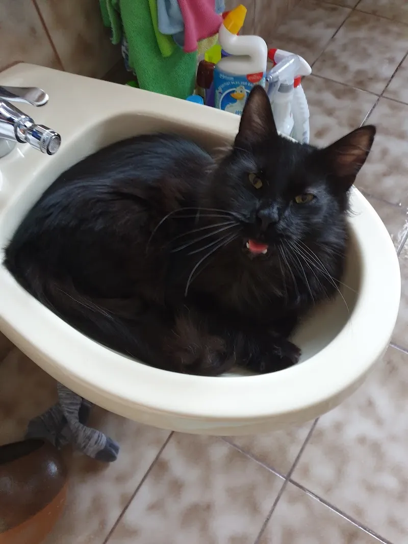 Studio veterinario can e gat Sagl — Veterinarian, Lumino, Ticino. Foto 2