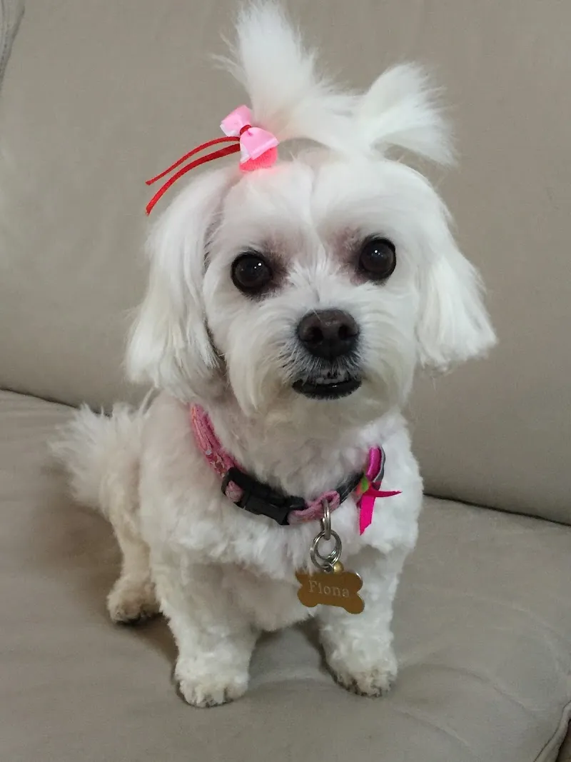 Ticino Animal Hospital sagl — Tierarzt in Manno, Tessin. Bewertung 4.5/5.