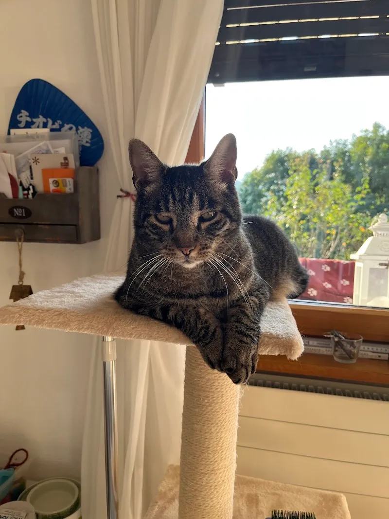 Ticino Animal Hospital sagl — Vétérinaire, Manno, Tessin. Foto 2