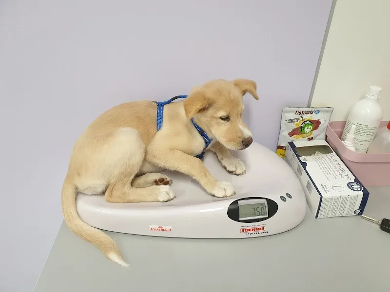 Ticino Animal Hospital sagl — Vétérinaire, Manno, Tessin. Foto 3