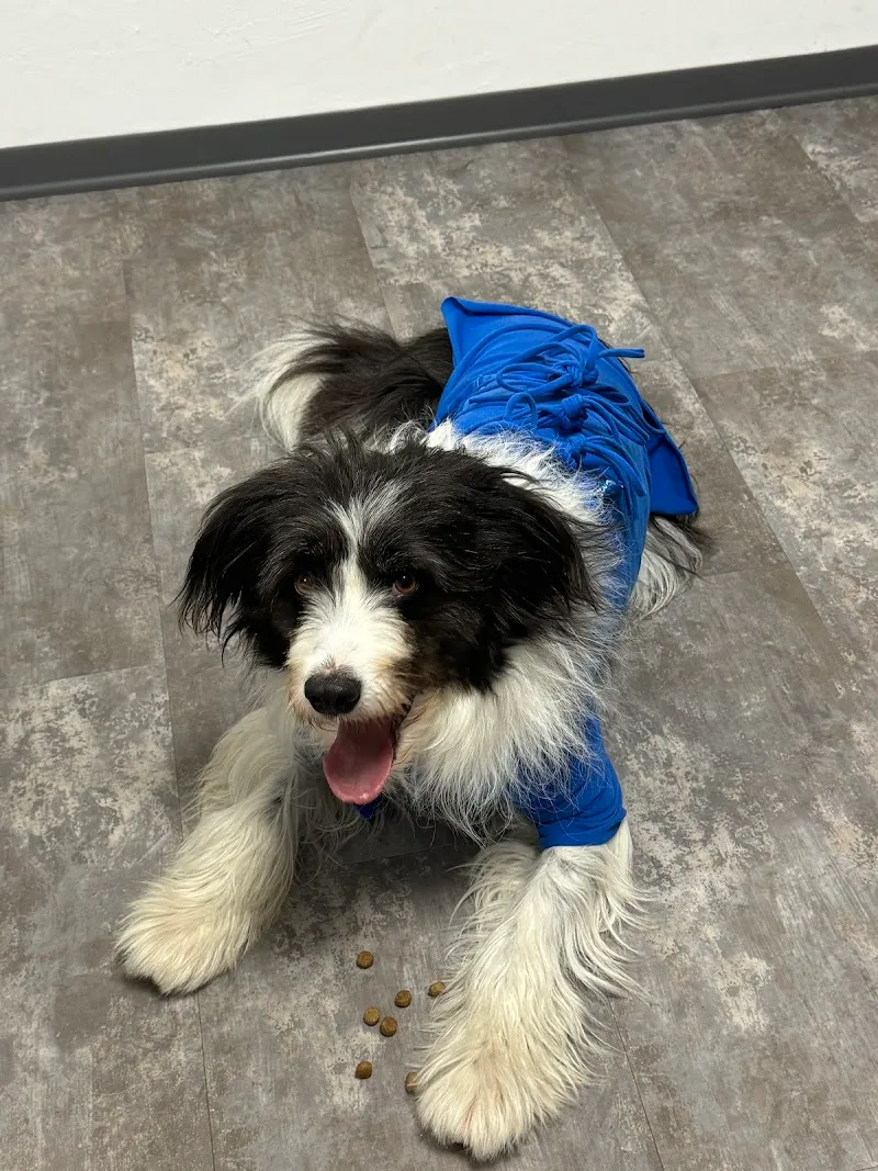 Veterinario Volonté Sagl — Tierarzt in Melide, Tessin. Bewertung 4.8/5.