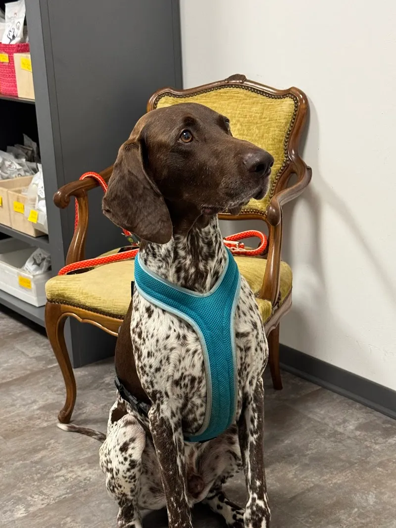 Veterinario Volonté Sagl — Tierarzt, Melide, Tessin. Foto 2