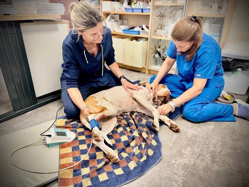 Veterinario Volonté Sagl — Tierarzt, Melide, Tessin. Foto 3