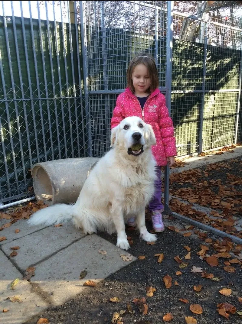 Dog's Kennel Mini Pension pour chiens, Kevin Jordan — Katzenpension in Montagny, Freiburg. Bewertung 5.0/5.