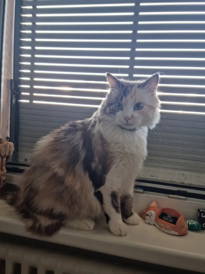 dr. med. vet. Stefanini Simone — Tierarzt in Mendrisio, Tessin. Bewertung 4.8/5.