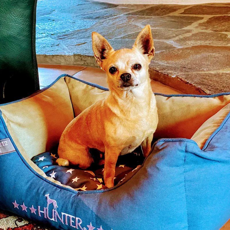 tiVET, Centro Veterinario — Tierarzt, Lavertezzo, Tessin. Foto 3