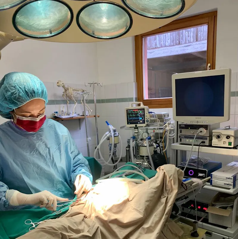 tiVETmoesa — Tierarzt, Grono, Graubünden. Foto 2