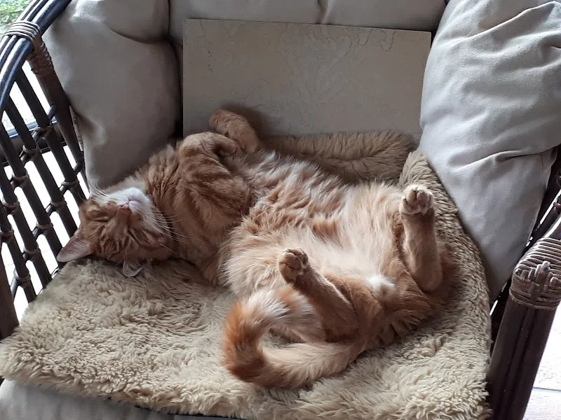 Animedi Gmbh — Vétérinaire, Frauenfeld, Thurgovie. Foto 2