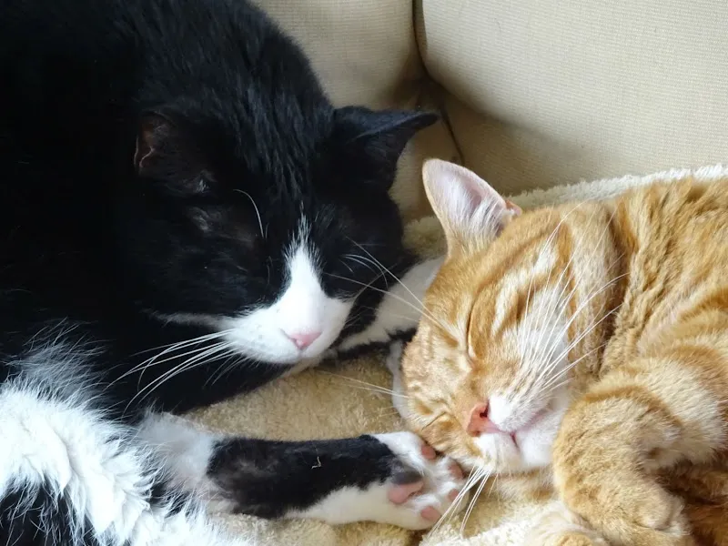 Animedi Gmbh — Vétérinaire, Frauenfeld, Thurgovie. Foto 3