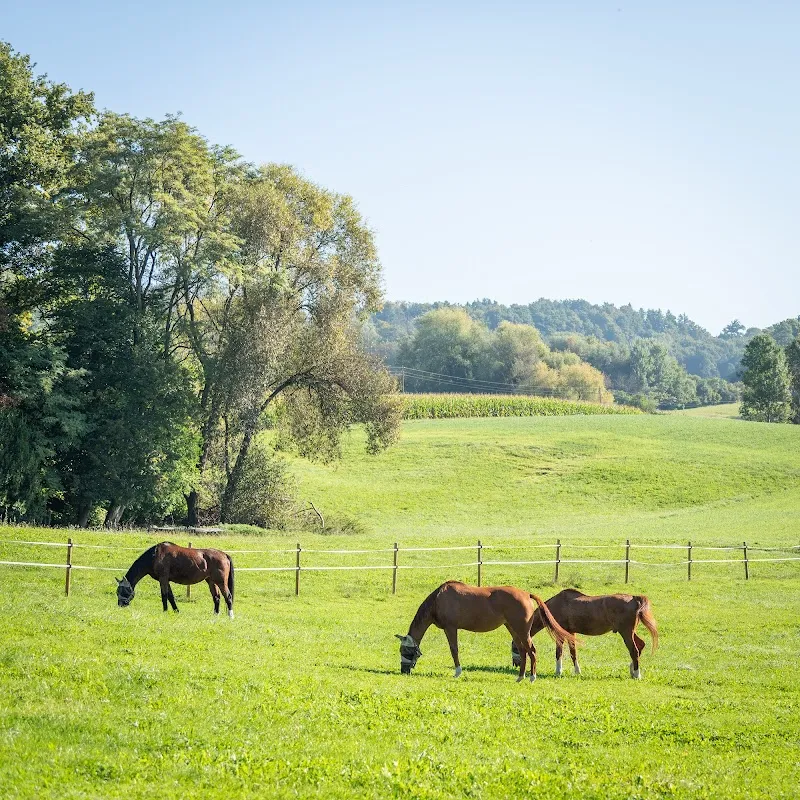 Aulig Tierarztpraxis AG — Tierarzt in Uesslingen-Buch, Thurgau. 