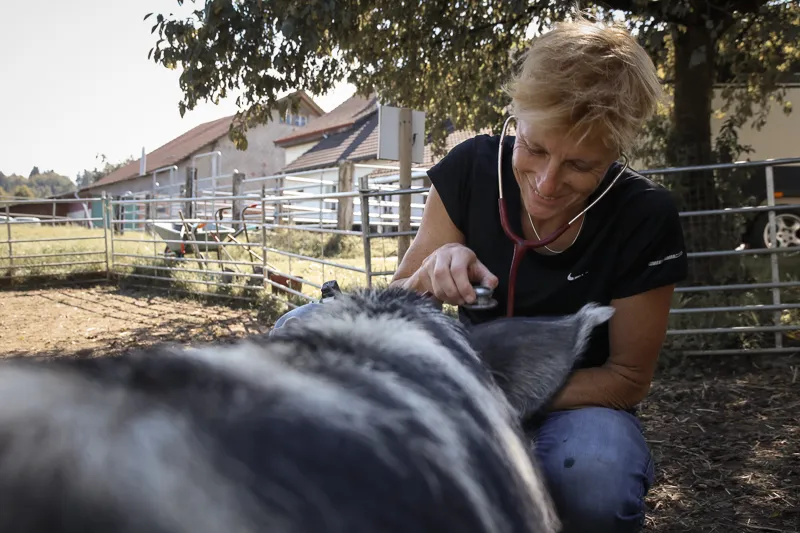 Burkivet AG — Tierarzt in Frauenfeld, Thurgau. 