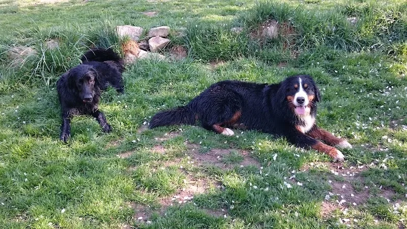 DogLodge — Katzenpension in Mossel, Freiburg. Bewertung 4.9/5.