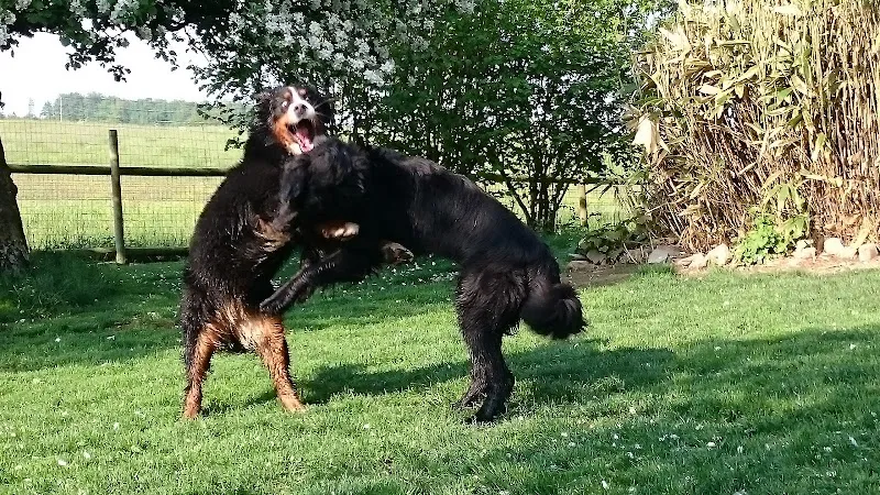 DogLodge — Katzenpension, Mossel, Freiburg. Foto 2