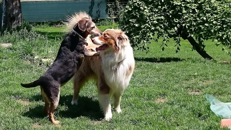 DogLodge — Katzenpension, Mossel, Freiburg. Foto 3