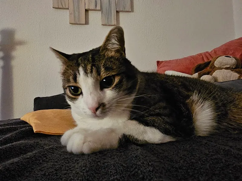 Dr. med. vet. Iris Schwager — Tierarzt in Frauenfeld, Thurgau. Bewertung 5.0/5.