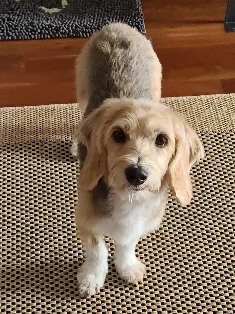 Dr. med. vet. Iris Schwager — Veterinarian, Frauenfeld, Thurgau. Foto 2