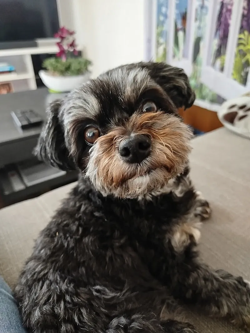 Dr. med. vet. Iris Schwager — Veterinarian, Frauenfeld, Thurgau. Foto 3