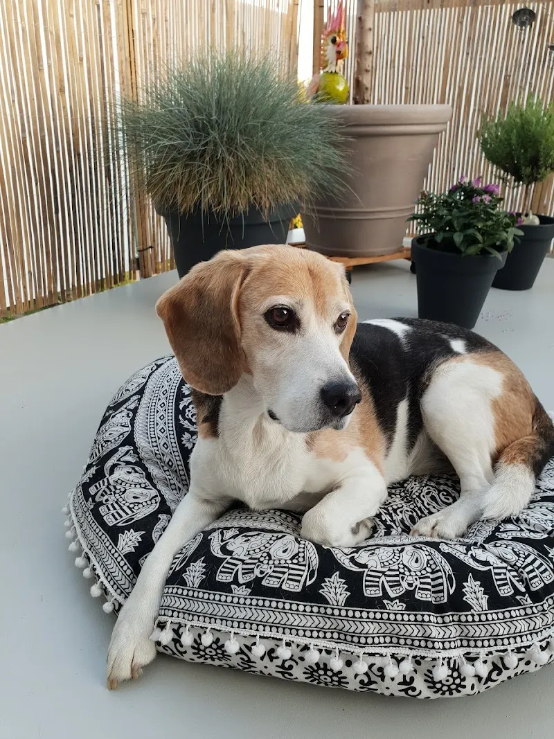 Dr. med. vet. Josef Rusch — Tierarzt in Kreuzlingen, Thurgau. Bewertung 4.8/5.