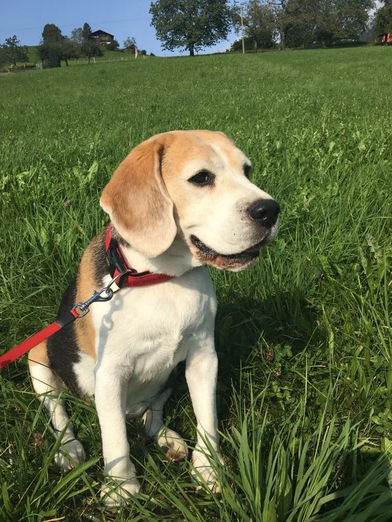 Dr. med. vet. Josef Rusch — Vétérinaire, Kreuzlingen, Thurgovie. Foto 2