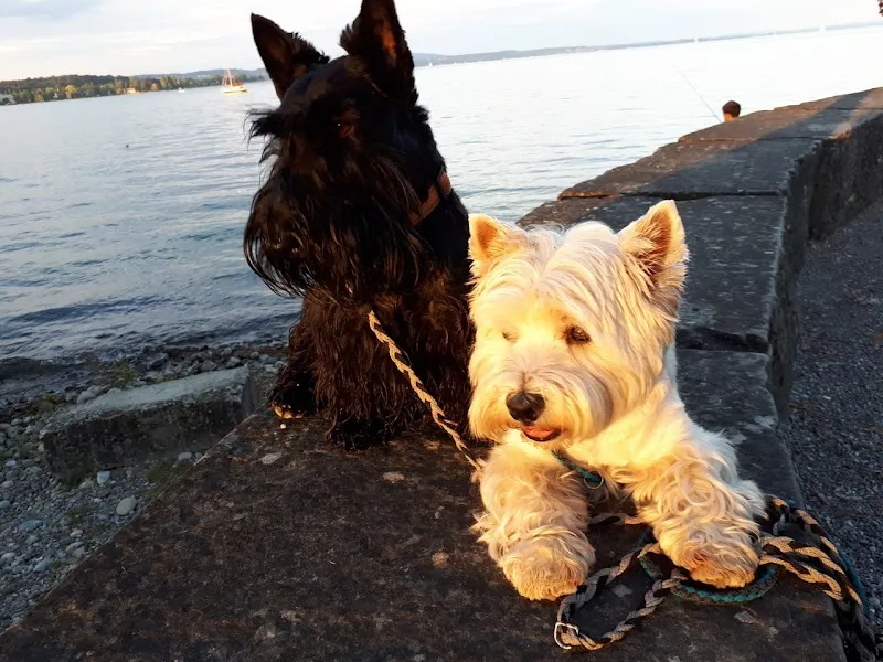 Dr. med. vet. Josef Rusch — Vétérinaire, Kreuzlingen, Thurgovie. Foto 3