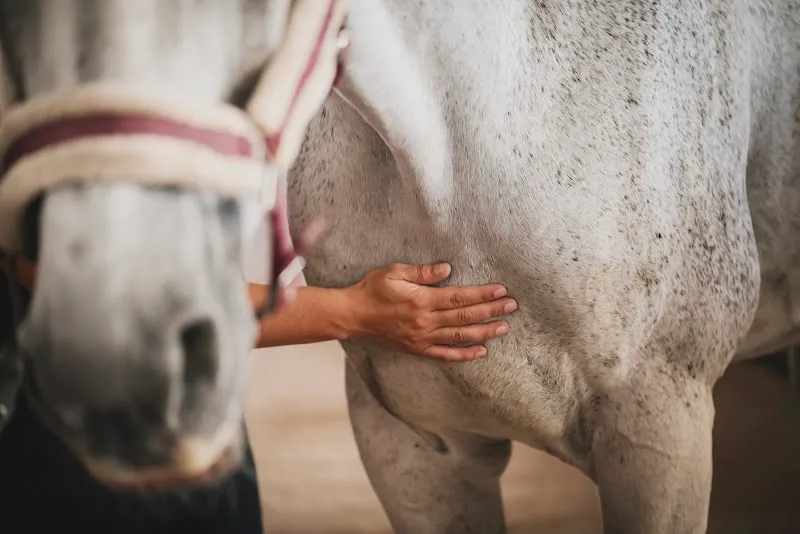 Holistic Vet Care — Vétérinaire, Buch bei Frauenfeld, Thurgovie. Foto 3