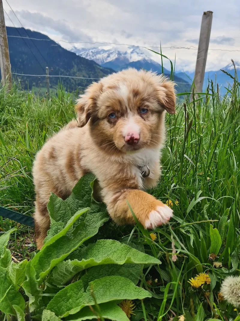 Domaine de la Forêt des Barussels — Katzenpension in Chardonne, Waadt. Bewertung 4.5/5.