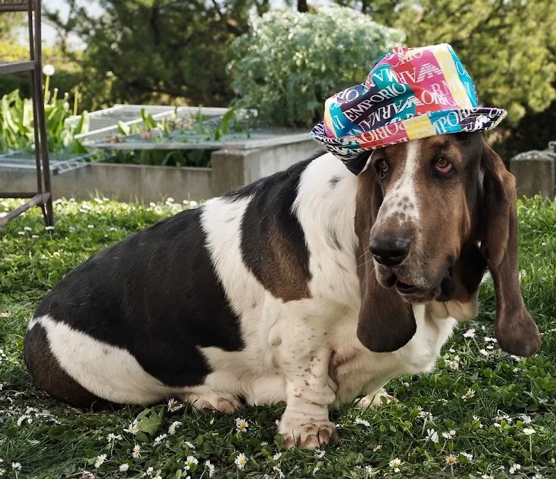Domaine de la Forêt des Barussels — Pension pour chats, Chardonne, Vaud. Foto 2