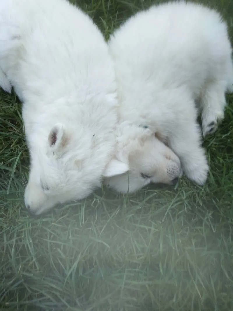 Domaine de la Forêt des Barussels — Pension pour chats, Chardonne, Vaud. Foto 3