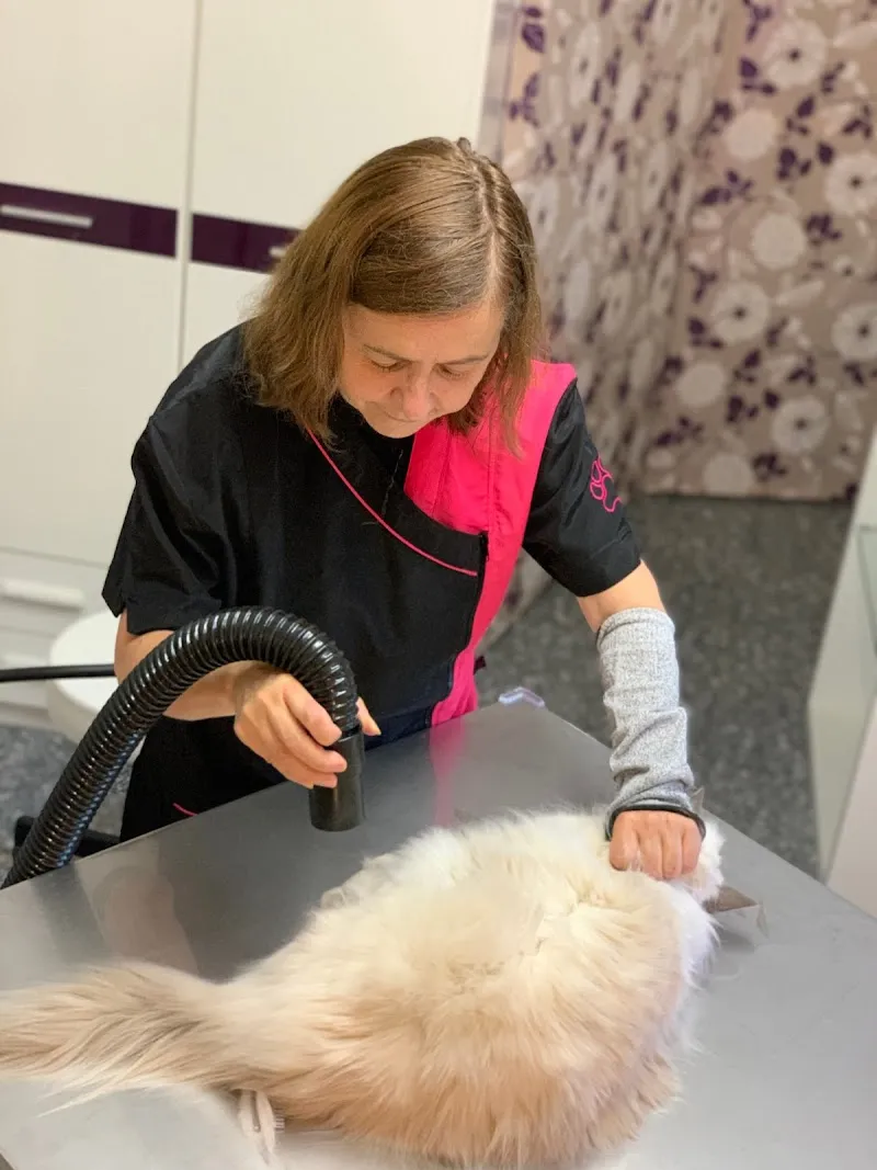 Mira-Beaux Katzensalon Brugg — Tierdienste in Umiken, Aargau. Bewertung 5.0/5.