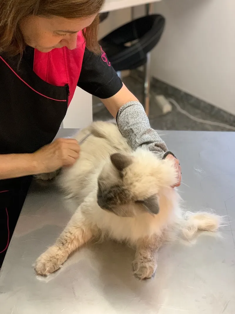 Mira-Beaux Katzensalon Brugg — Service animalier, Umiken, Argovie. Foto 2