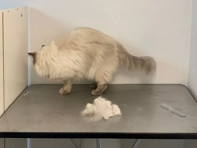 Mira-Beaux Katzensalon Brugg — Service animalier, Umiken, Argovie. Foto 3