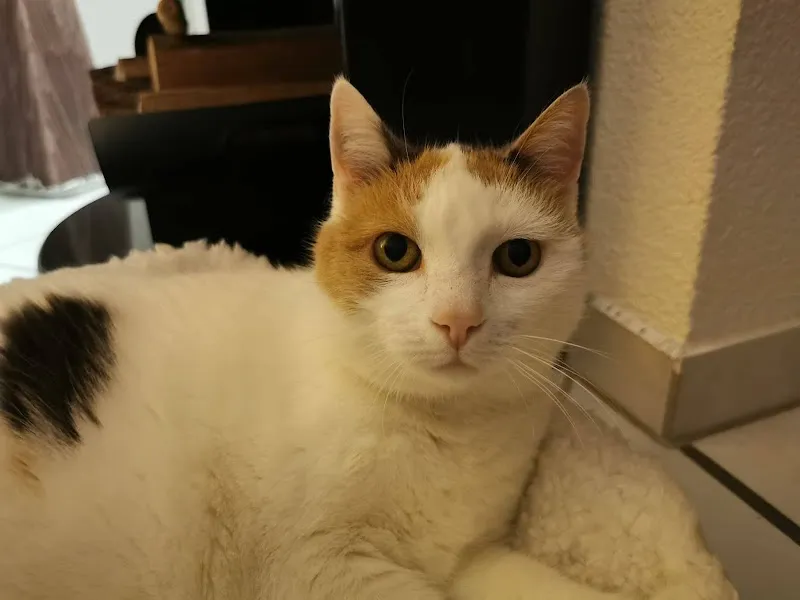 Kleintierpraxis Dr.med.vet. F. Oberhänsli — Tierarzt in Märstetten, Thurgau. Bewertung 4.8/5.