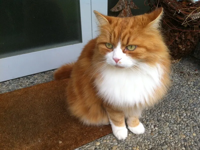 Kleintierpraxis Dr.med.vet. F. Oberhänsli — Tierarzt, Märstetten, Thurgau. Foto 2