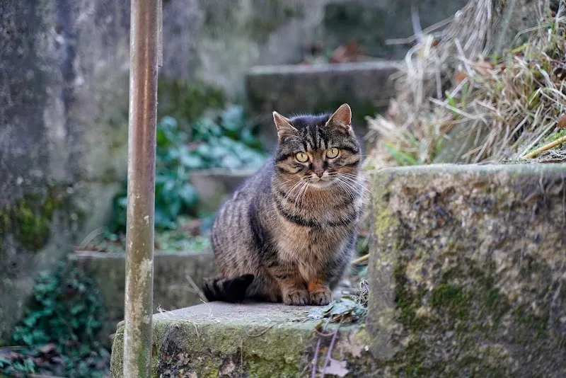 Kleintierpraxis Dr.med.vet. F. Oberhänsli — Tierarzt, Märstetten, Thurgau. Foto 3