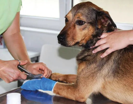 MeikoVet Kleintierpraxis Frauenfeld — Tierarzt in Frauenfeld, Thurgau. Bewertung 4.6/5.