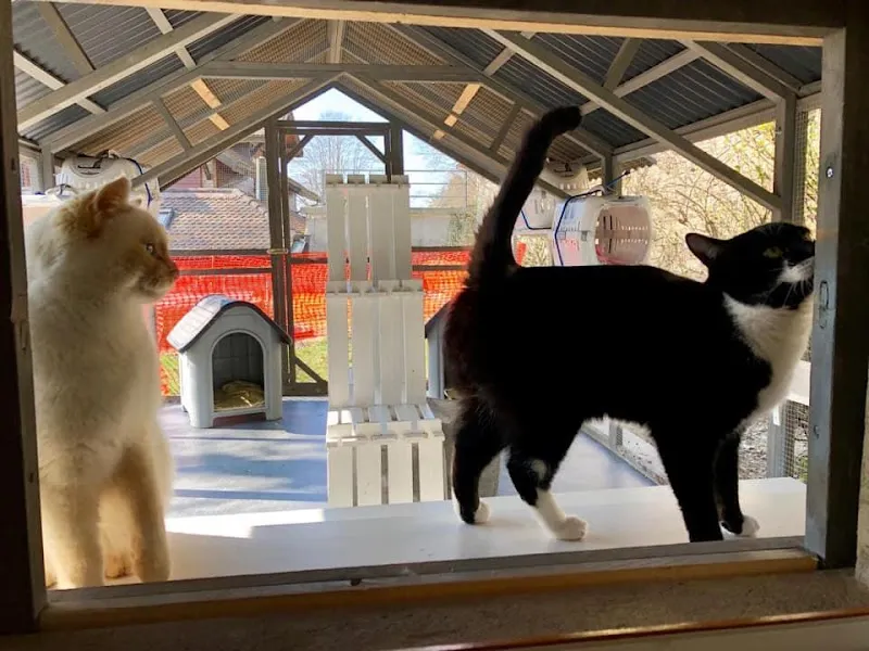 Hôtel pour chats 'Le Clozaley' — Katzenpension in Puidoux, Waadt. Bewertung 4.3/5.