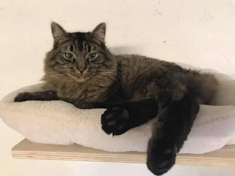 Hôtel pour chats 'Le Clozaley' — Pension pour chats, Puidoux, Vaud. Foto 2