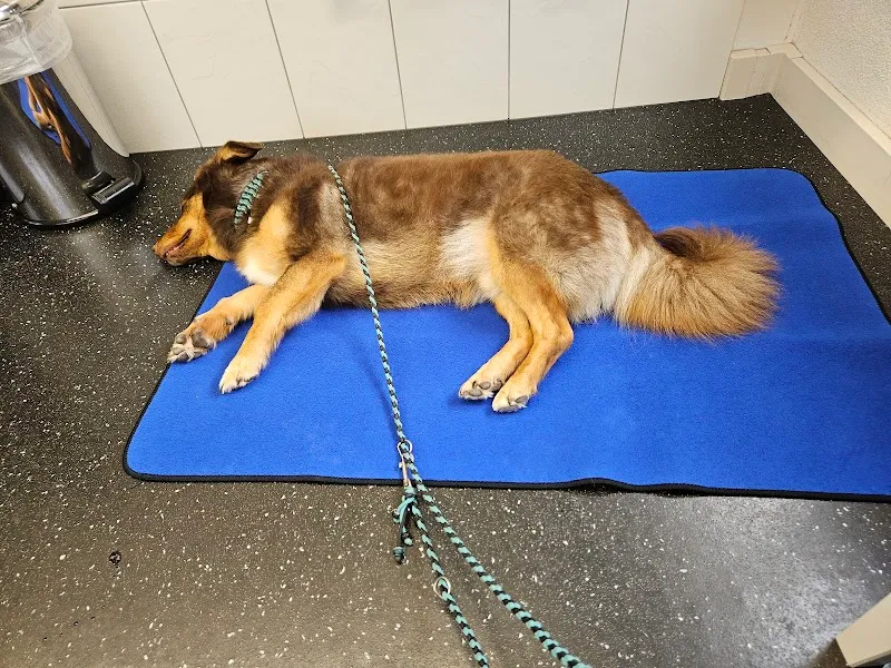 Tierarztpraxis Dammbühl AG — Tierarzt in Wängi, Thurgau. Bewertung 4.3/5.