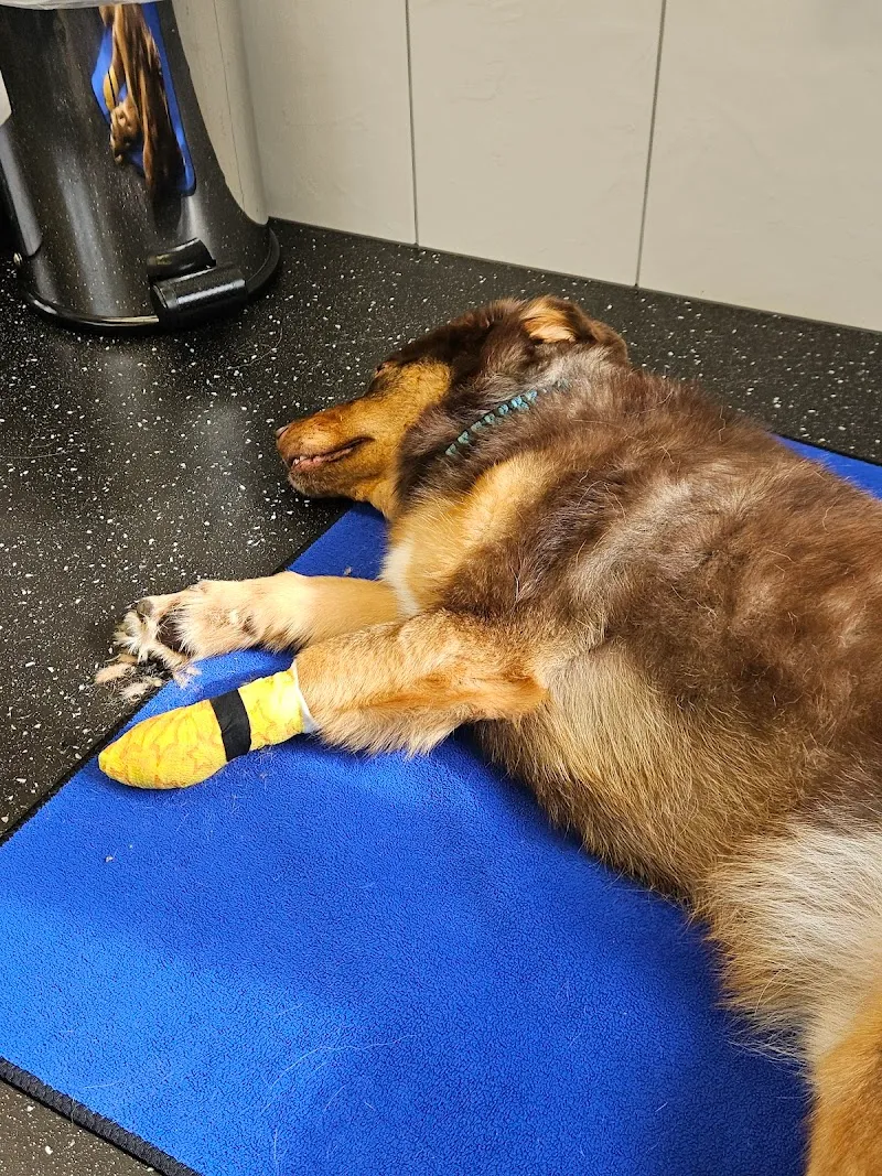 Tierarztpraxis Dammbühl AG — Vétérinaire, Wängi, Thurgovie. Foto 3