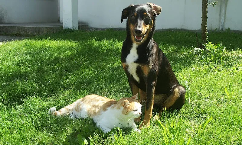 Tierarztpraxis Fürer und Spühler AG — Tierarzt in Frauenfeld, Thurgau. Bewertung 4.7/5.