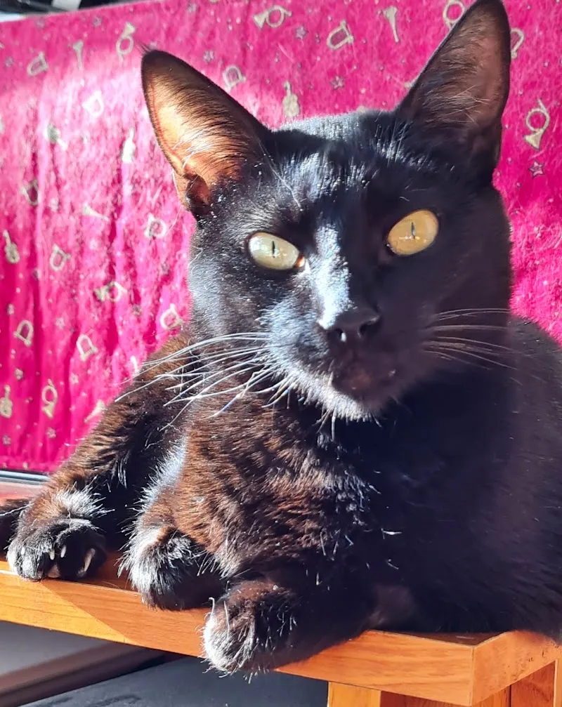 Tierarztpraxis Fürer und Spühler AG — Tierarzt, Frauenfeld, Thurgau. Foto 3