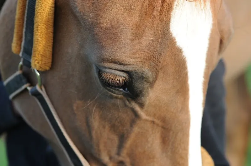 Tierarztpraxis am Arenenberg AG — Tierarzt in Salenstein, Thurgau. Bewertung 4.0/5.