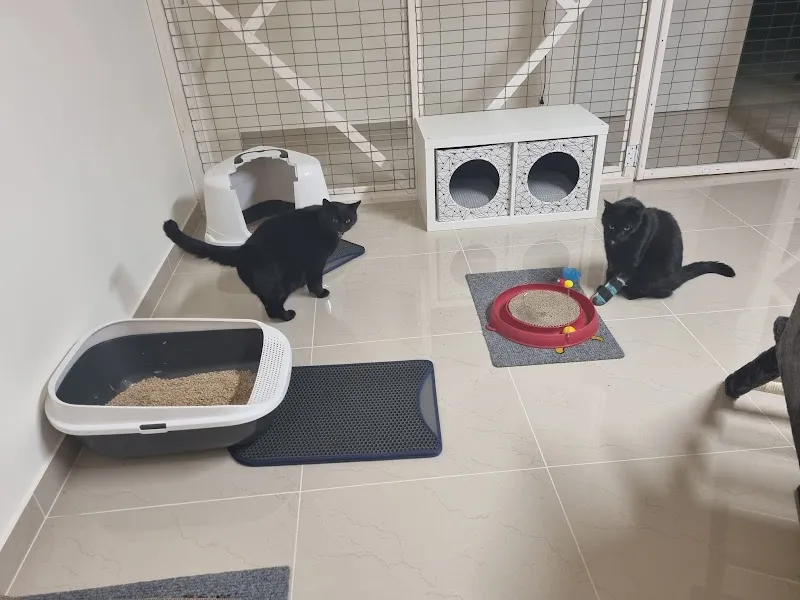 L'Auberge des Chats — Katzenpension in Bassins, Waadt. Bewertung 5.0/5.