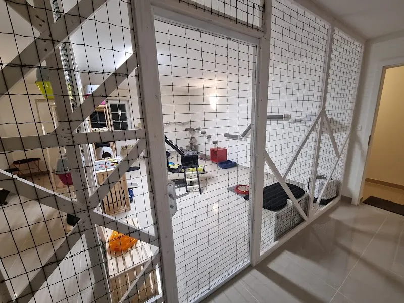 L'Auberge des Chats — Pension pour chats, Bassins, Vaud. Foto 3