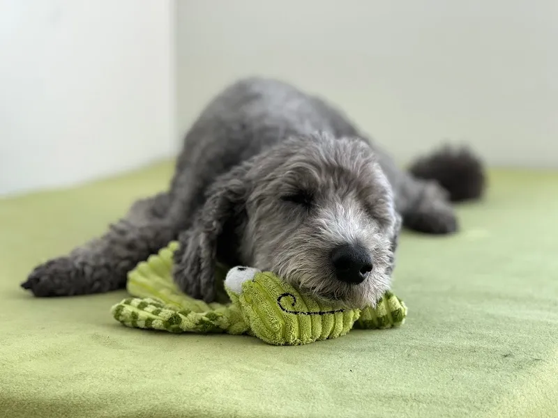 VETbehave GmbH — Vétérinaire, Pfyn, Thurgovie. Foto 3