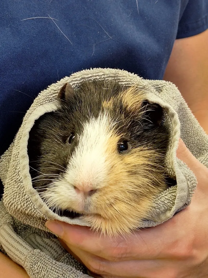 VetTrust Kleintierpraxis Frauenfeld (Martin Hejl GmbH) — Tierarzt, Frauenfeld, Thurgau. Foto 2