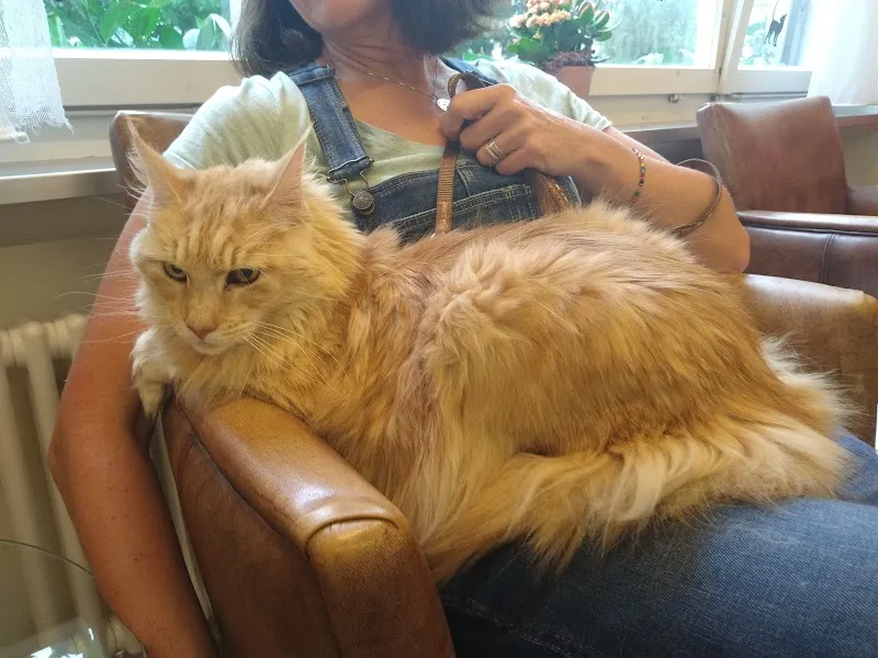 VetTrust Kleintierpraxis Frauenfeld (Martin Hejl GmbH) — Tierarzt, Frauenfeld, Thurgau. Foto 3