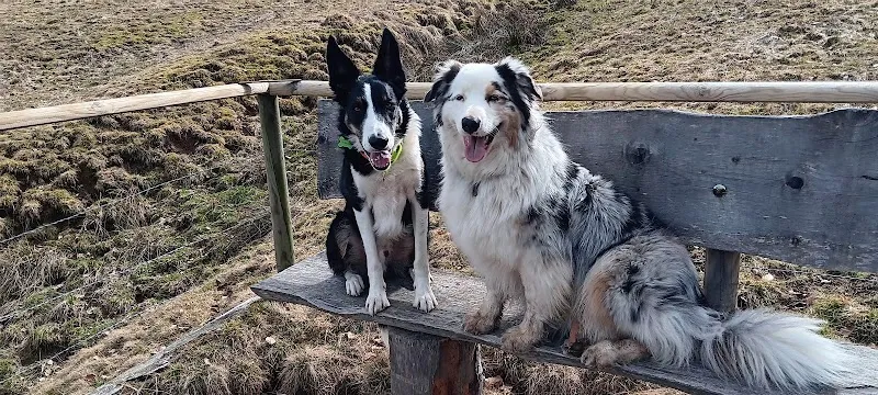 L'univers des animaux — Katzenpension in Sâles, Freiburg. Bewertung 5.0/5.